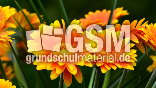 Gerbera_3.jpg
